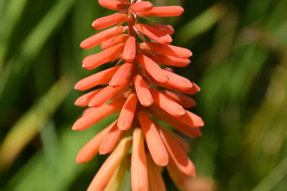 macro photo of red plants in spring