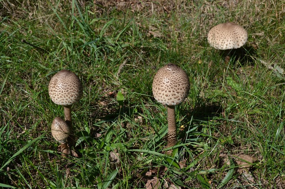 poisonous fungi in the forest