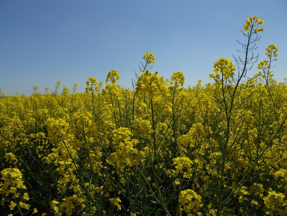 astounding Yellow Summer