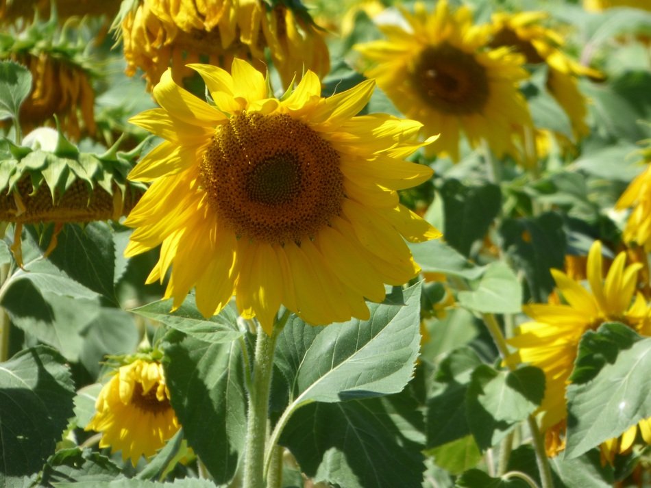cultivation of sunflowers in Provence