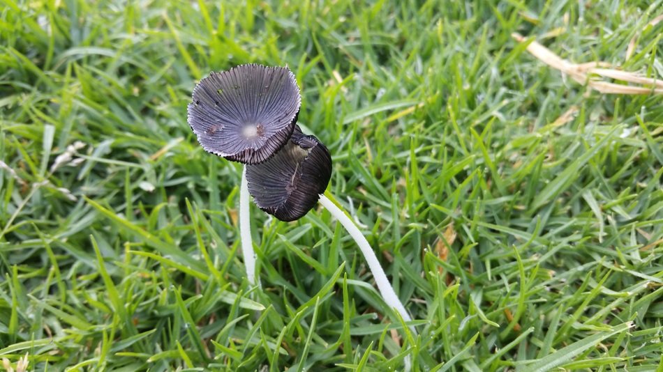 black mushroom on green grass close-up, spain