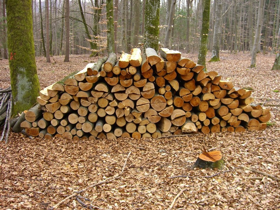 pile of firewood in the forest