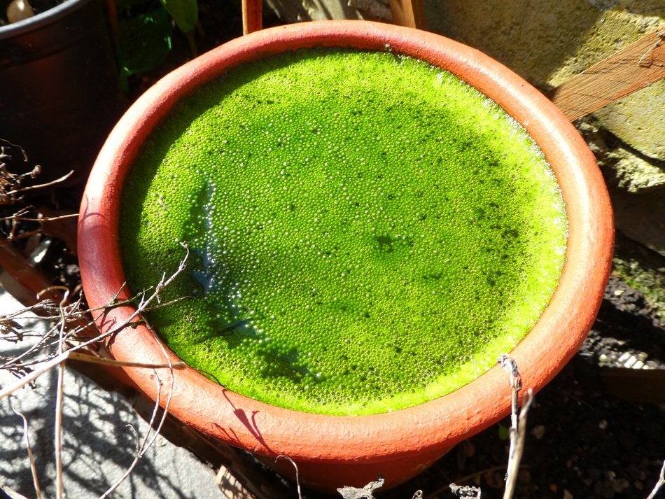 Greenery on water in Flowerpot