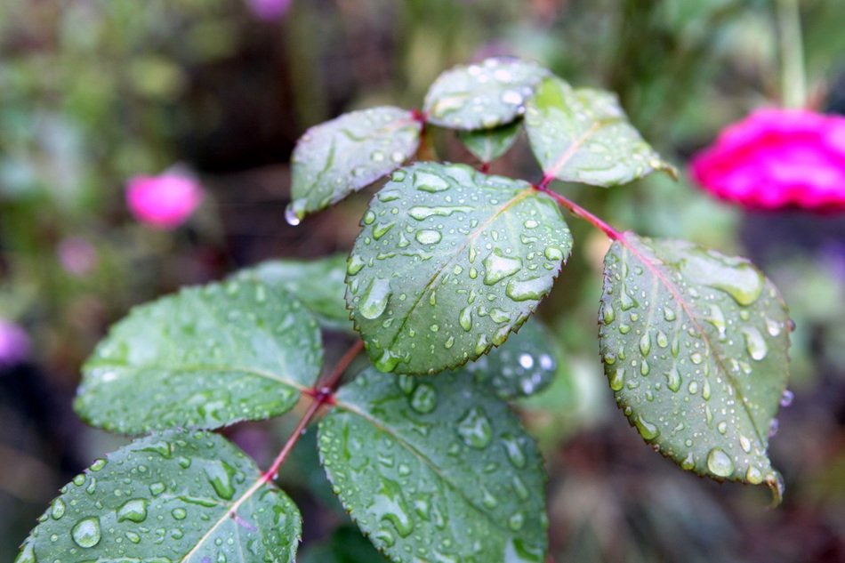 macro photo of raindrops on rose leaves