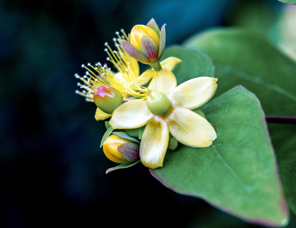 English Wild Flower