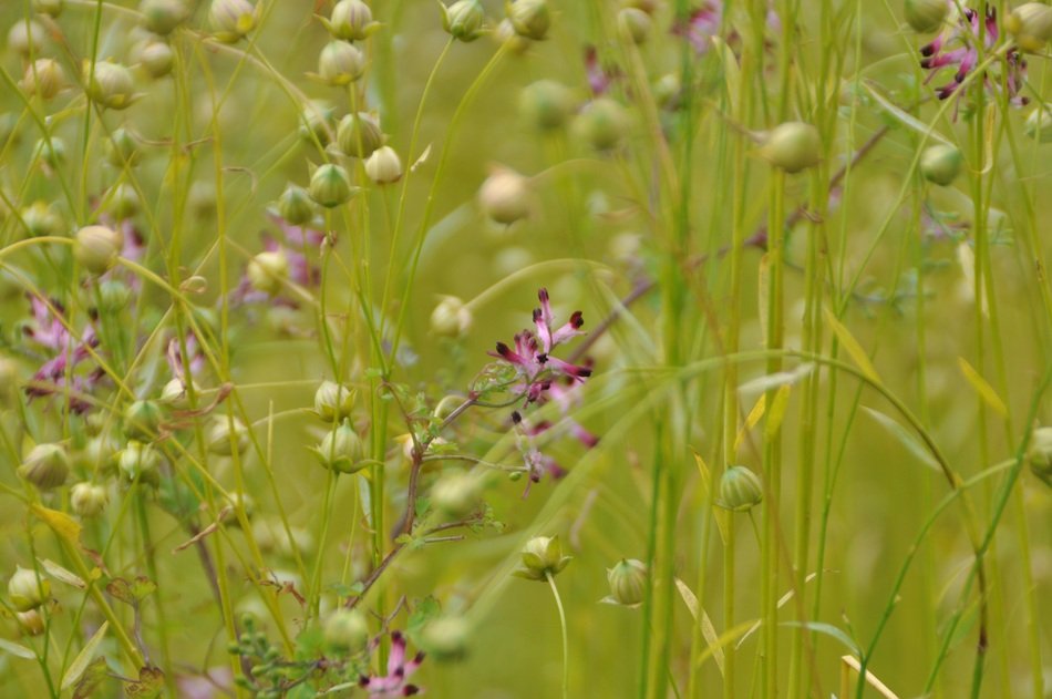 Meadow Flowers Green