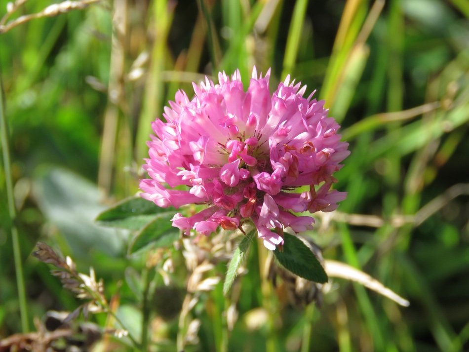 fluffy red clover on the wild meadow