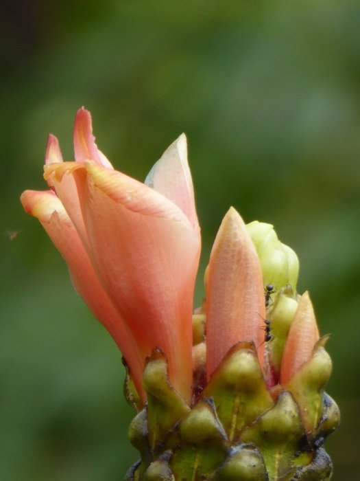 Close-up of the peruvian lily flowers