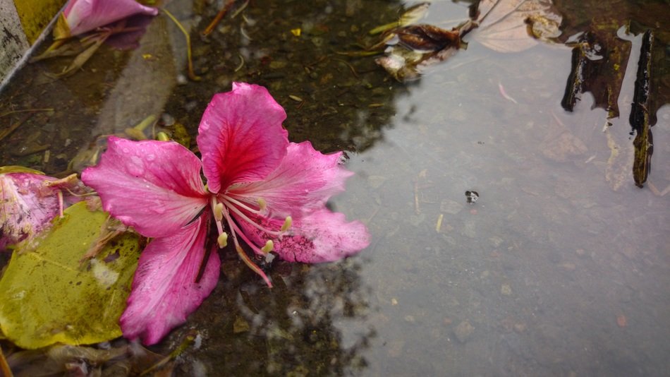 Pink red bauhinias blossom