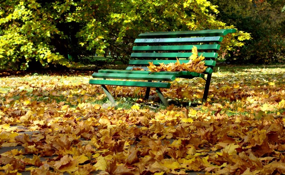 green Bench in the golden Park