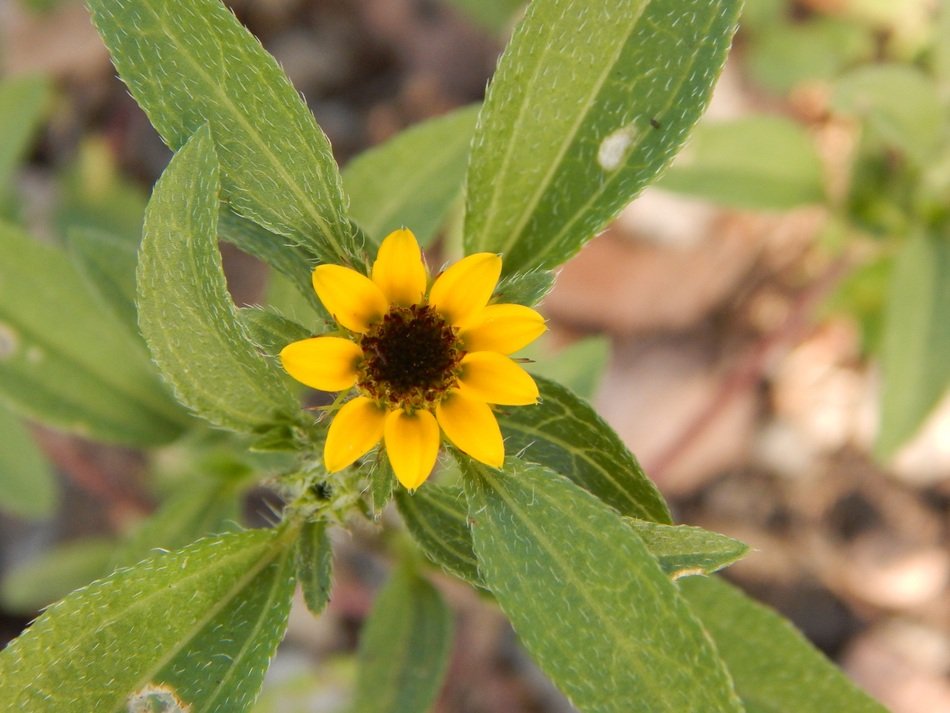 wild plant with yellow flower