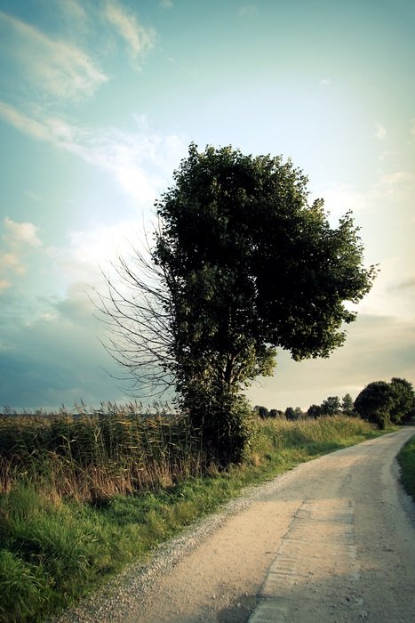 Landscape with the trees near the path
