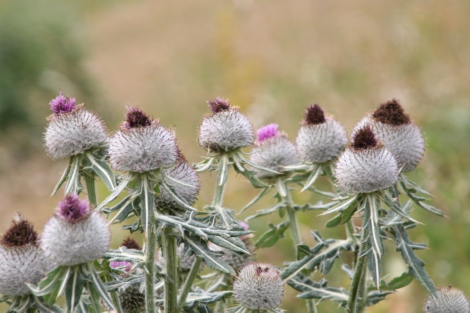 Thistles on the Alps