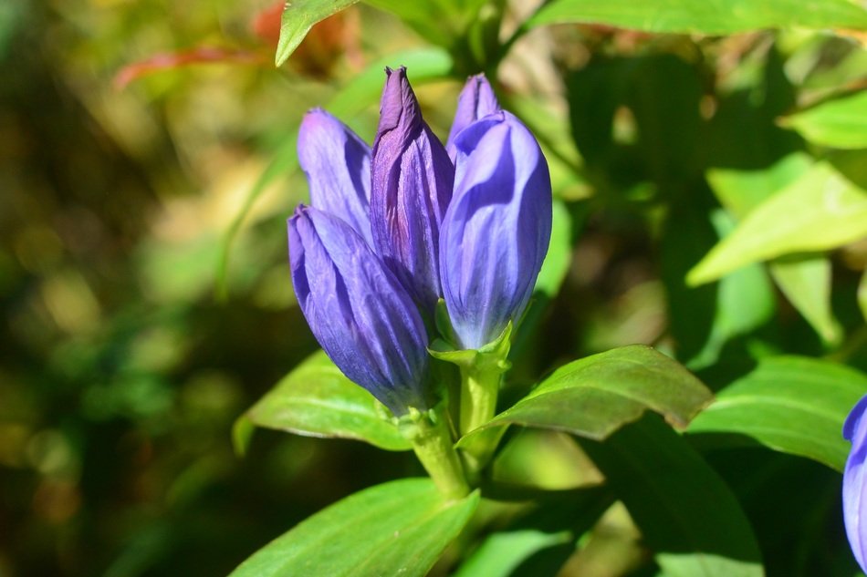 Flowers Mountain Mt Amakazari