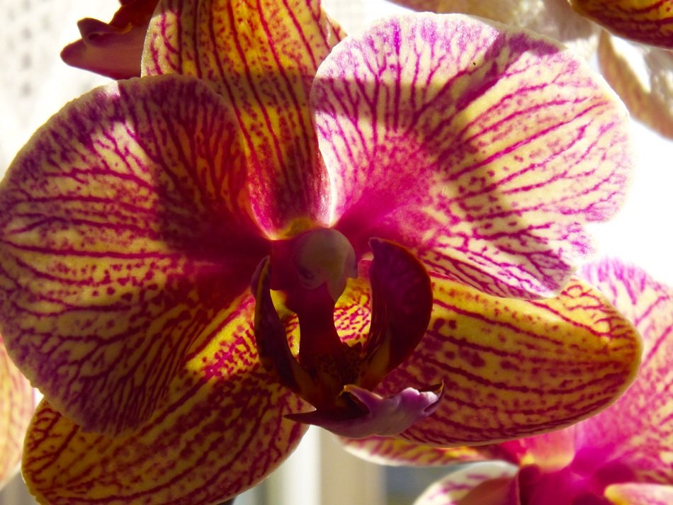 Orchid Phalaenopisis