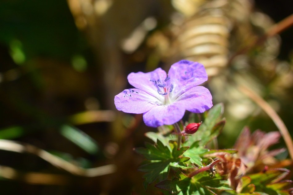 purple flower of mount Amakazari