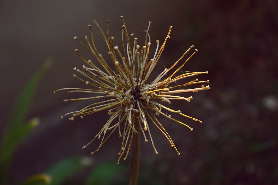 Autumn flower on a dark background