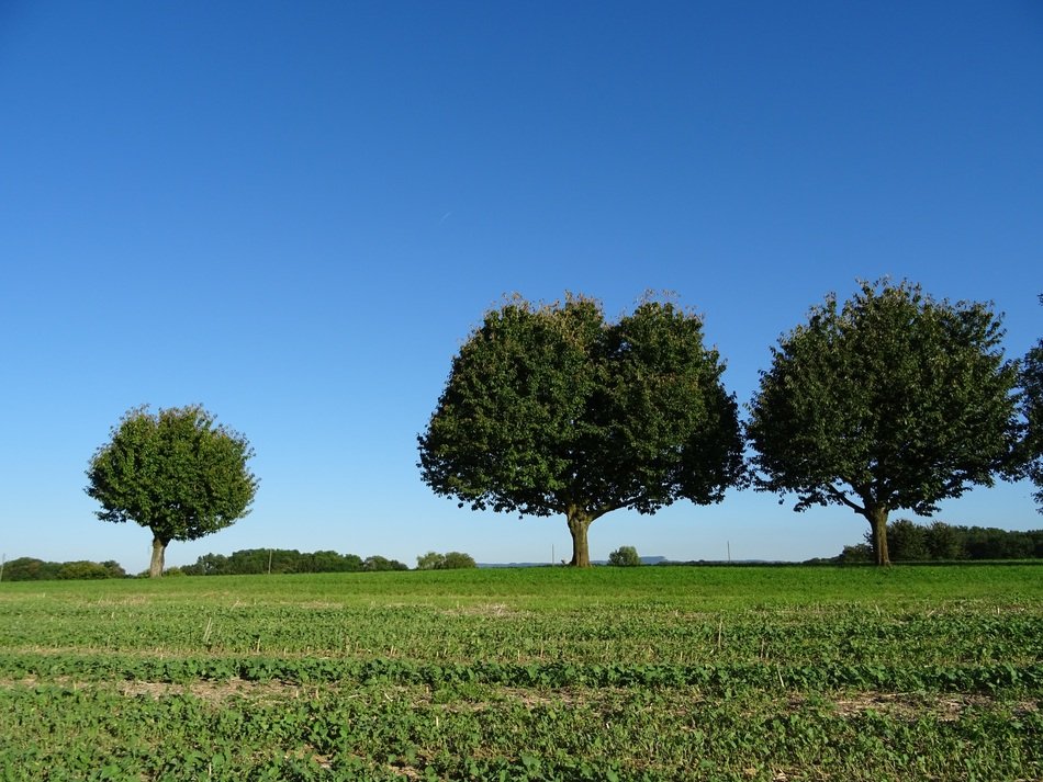 Trees near the field