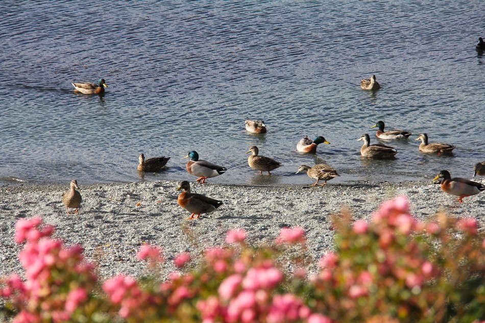 ducks on a lake in Queenstown in New Zealand