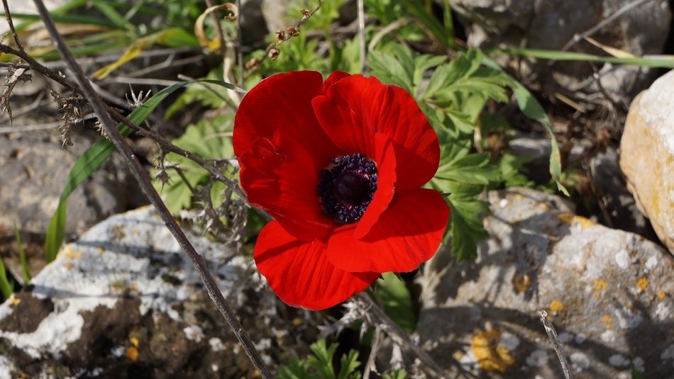 picturesque and pretty Windflower