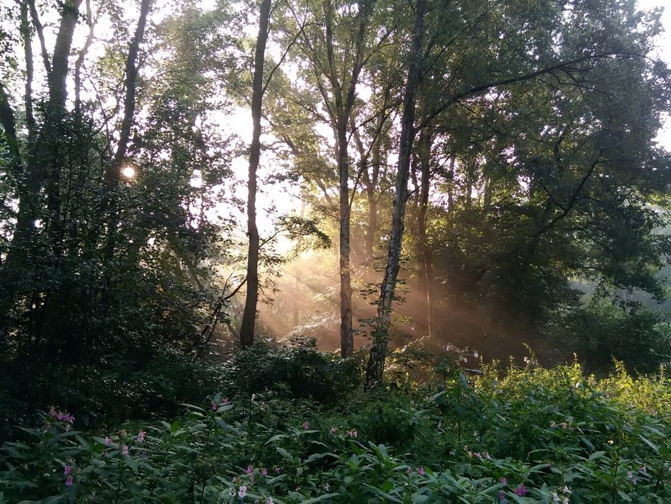 Autumnal forest at the sunlight