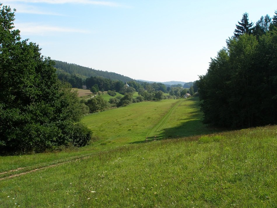 Meadow in summer