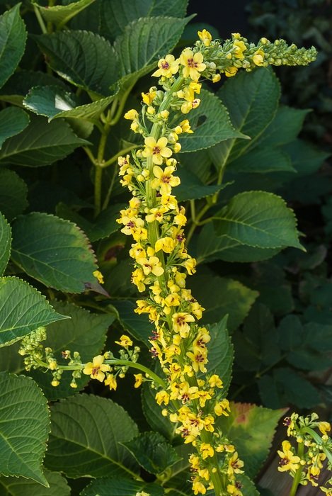 branch with yellow flowers among green foliage