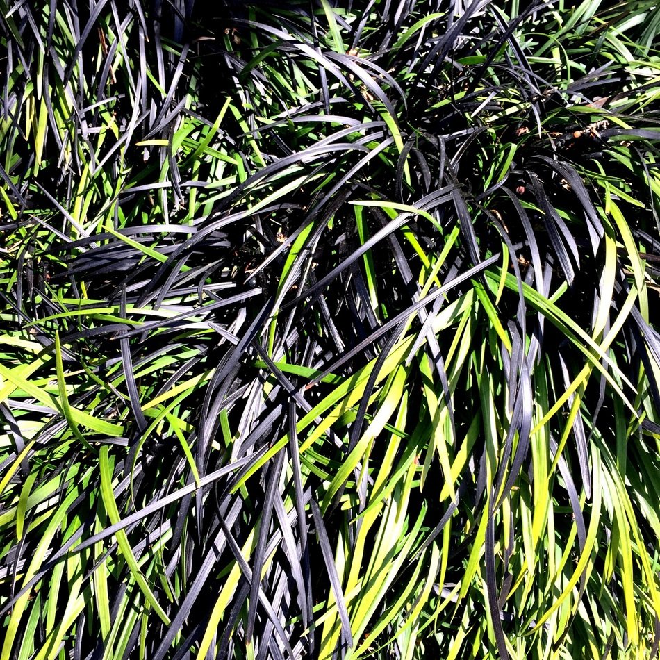 Grass Black Green Nature