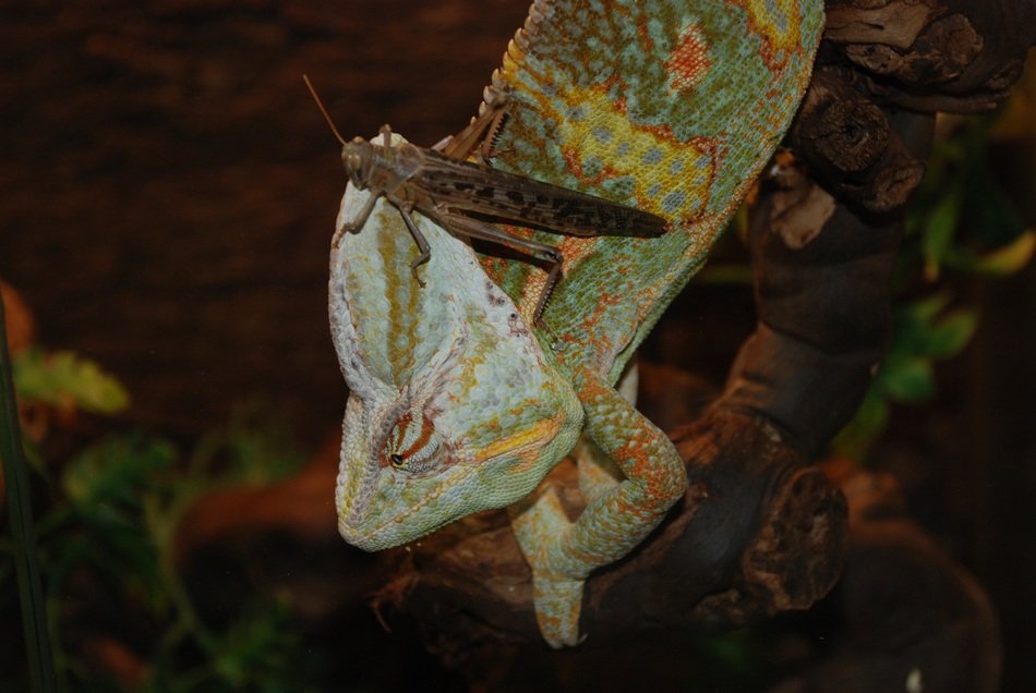 Chameleon in Terraristik