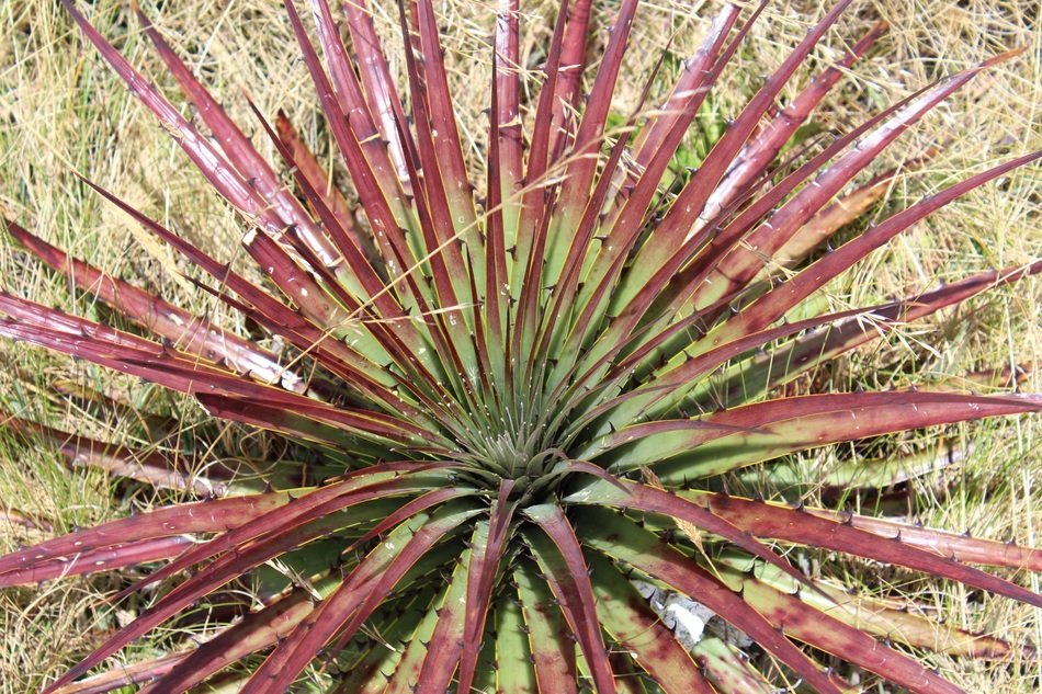 splendiferous cajamarca perÃº