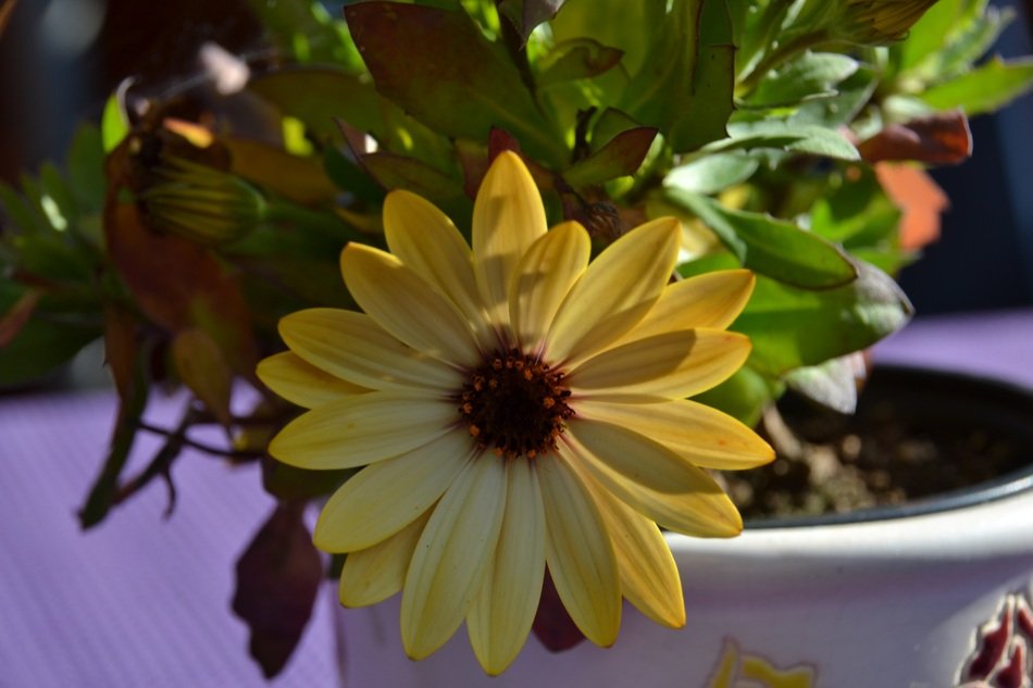 potted yellow flower