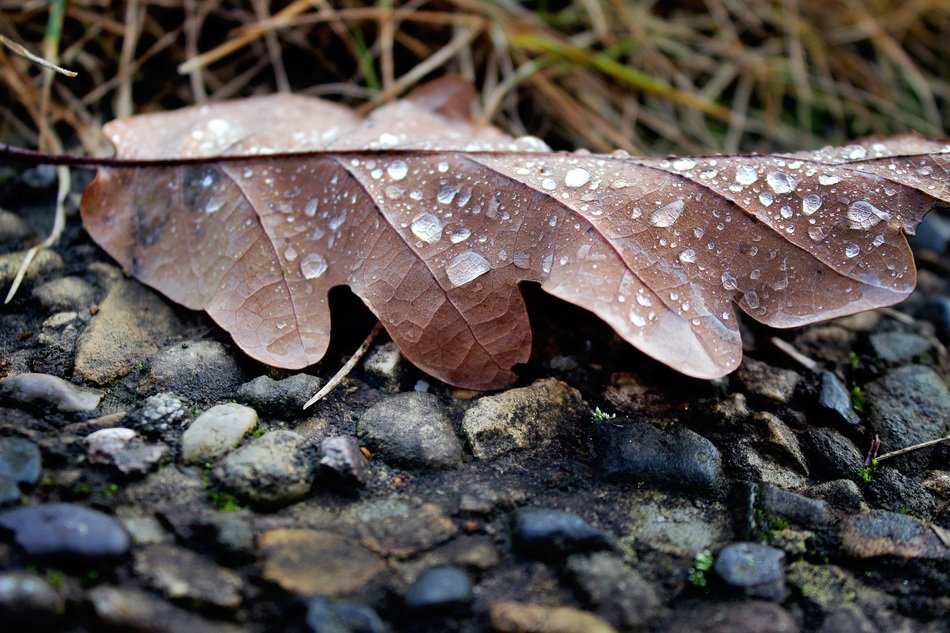 Water on the leaf in autumn