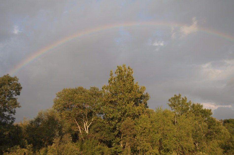 rainbow in the sky over green trees