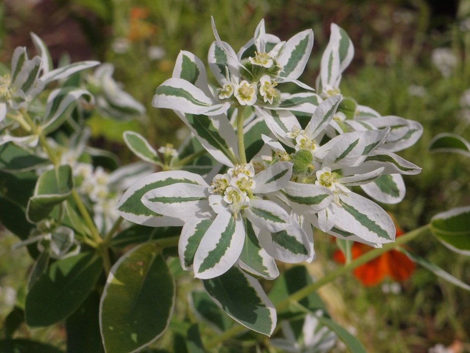 Euphorbia Fringed like flowers