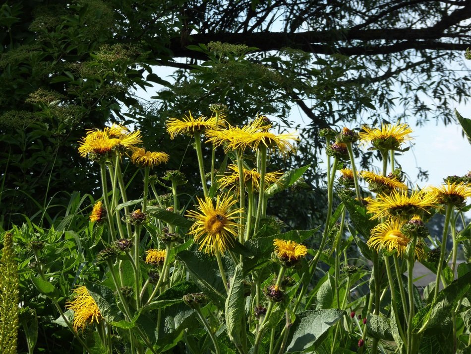 Bloom Yellow Verbl&uuml;ht Blossomed