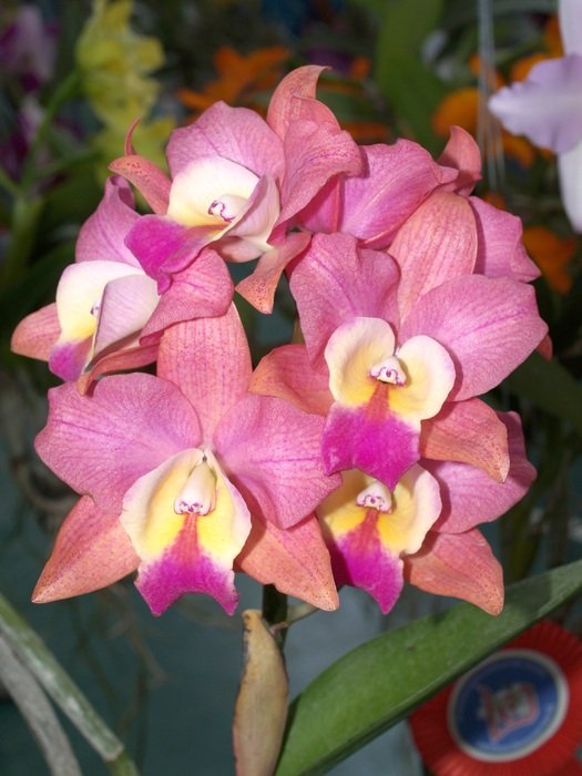 beautiful orchids in bright light