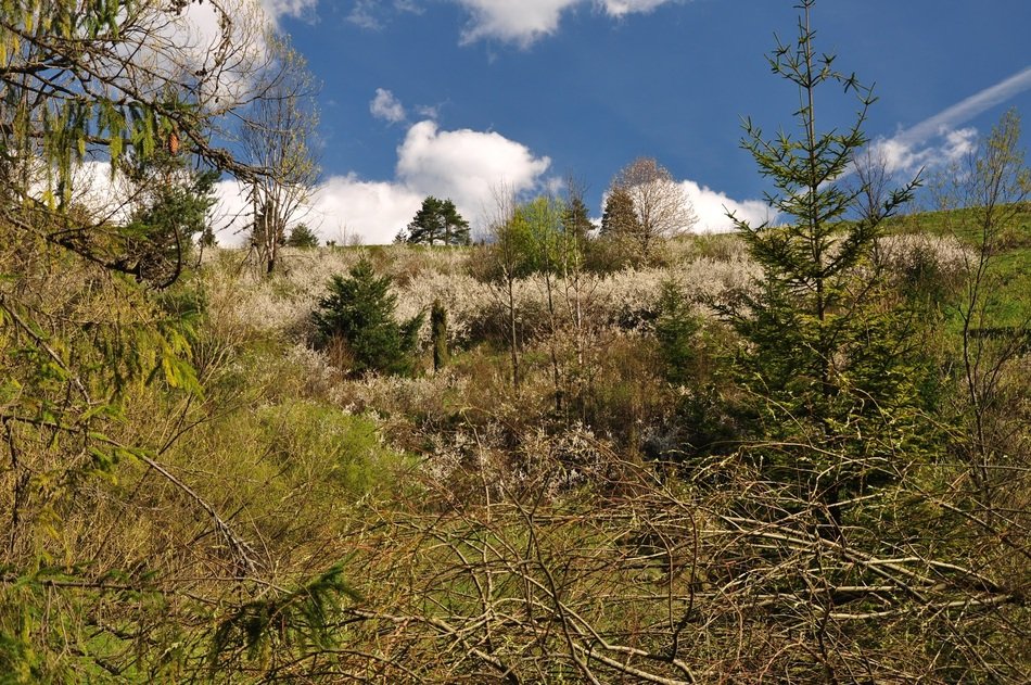 spring in the pienins