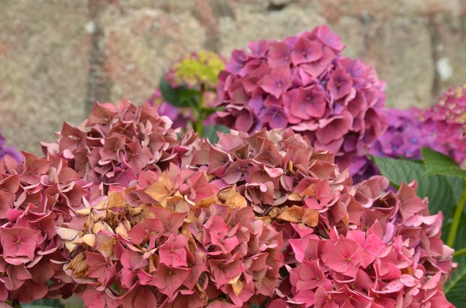 various hydrangea blossom