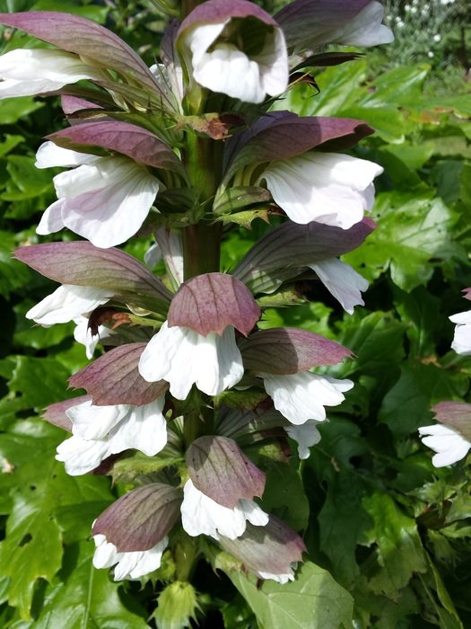 acanthus with white-pink flowers