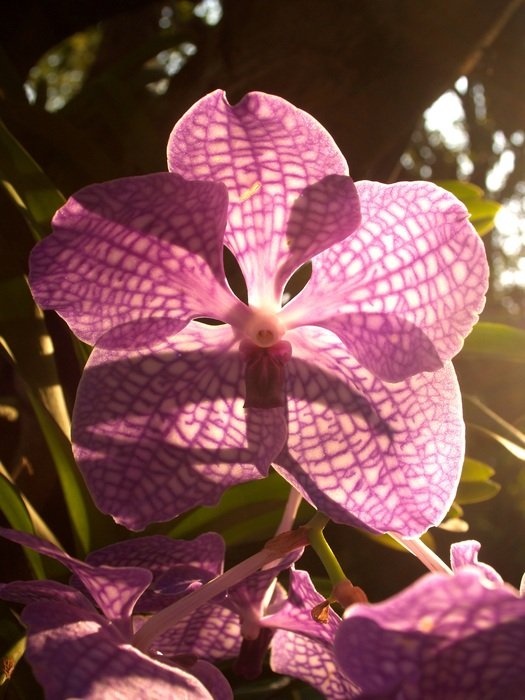 spotted pink orchid in the sunlight