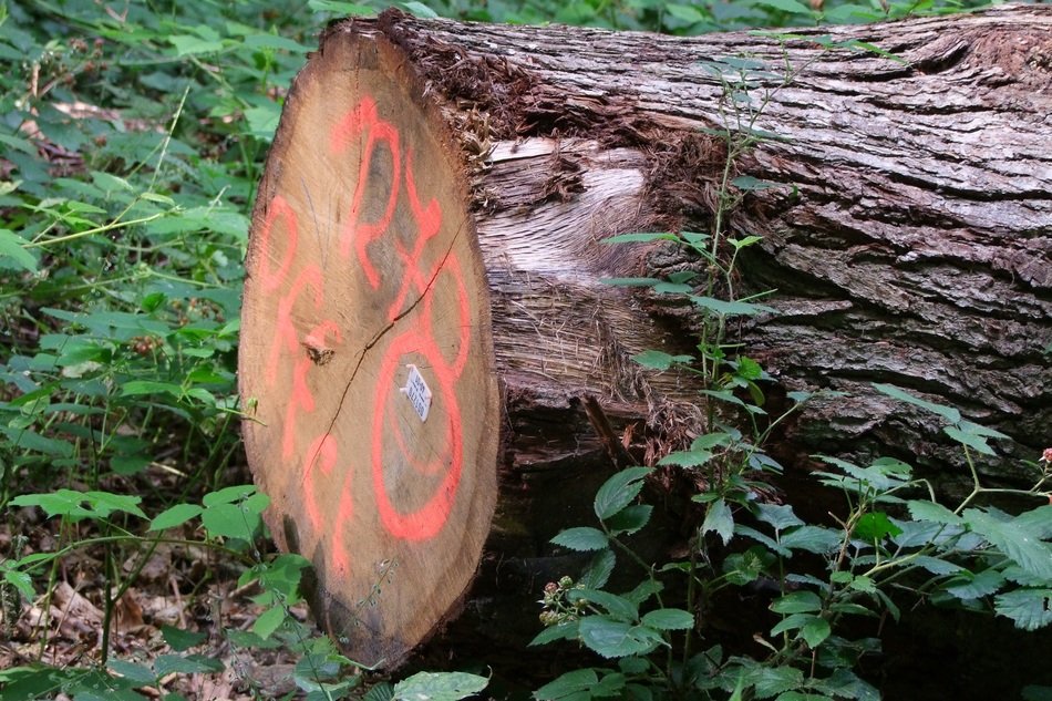 Value Wood, Marked Log