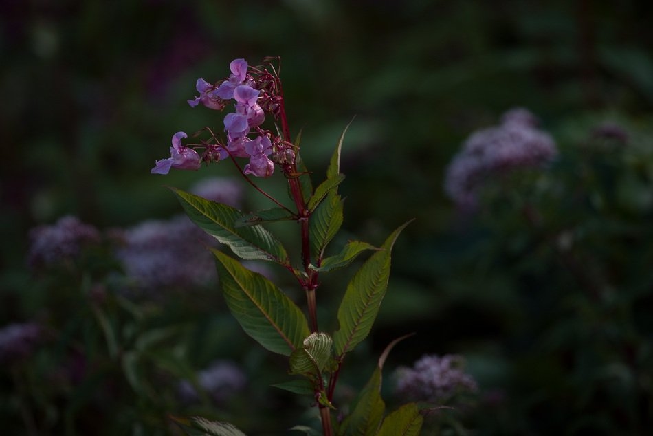 Balsam or Balsaminengewaechs