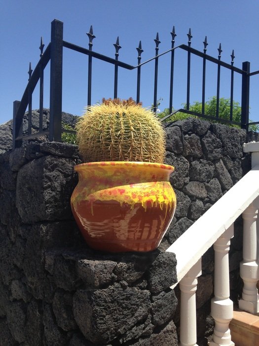 large cactus in pot, Lanzarote