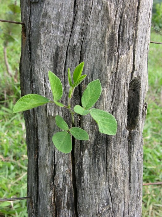Green Branch On Fence Post
