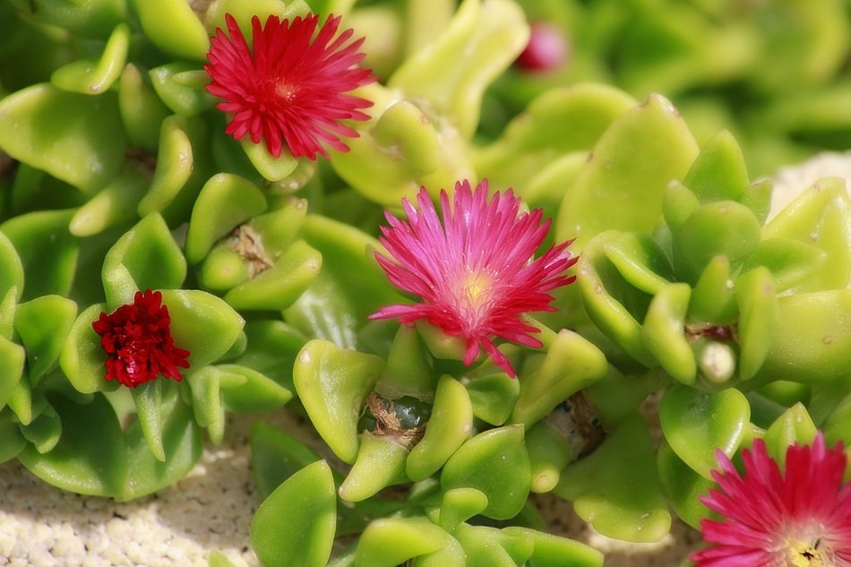 red wildflowers with green leaves