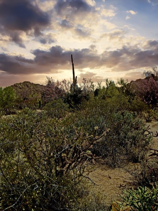 Cactuses and Joshua trees in Arizona