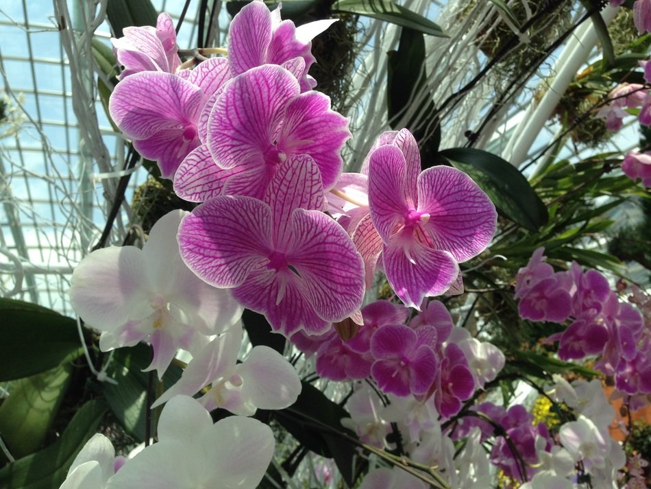 purple orchids near the fence