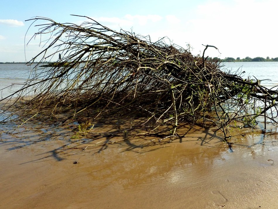 broken bush on the shore of Elba Beach