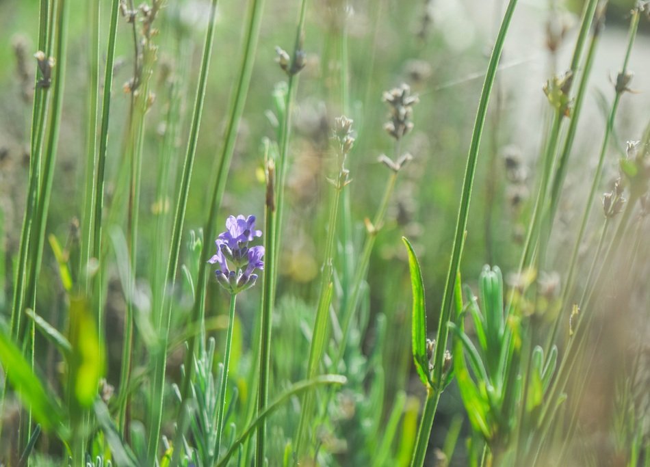 summer Lavender Flowers