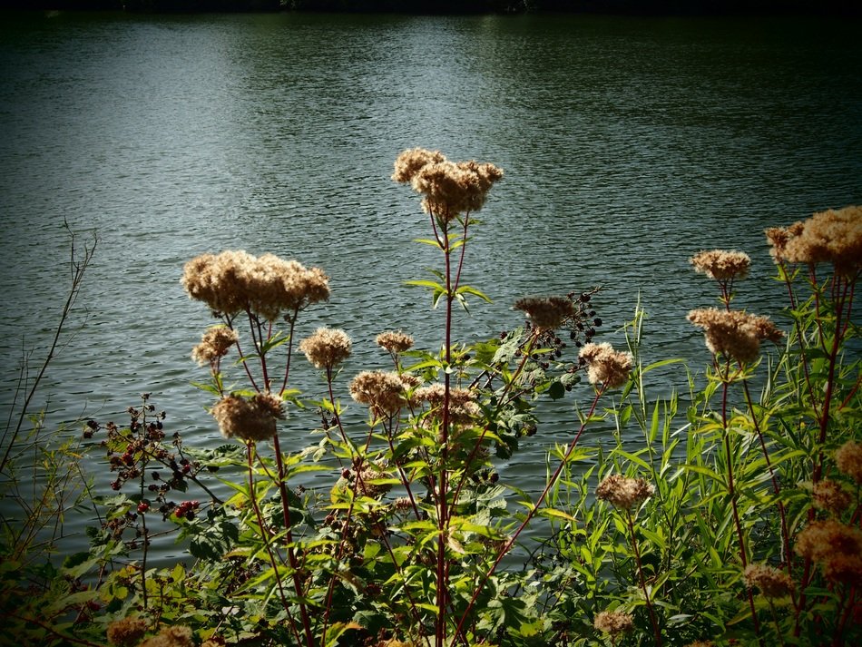 plants near the river in heidelberg
